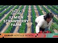 Strawberry success: How Iu Mien families grew a network of strawberry farming in Sacramento