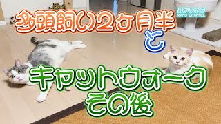 【多頭飼いヶ月半とキャットウォークその後】