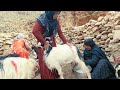 Goat milking by hand by a nomadic woman