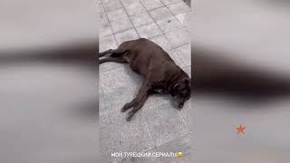 Ольга Орлова Показывает Турецких Собак!