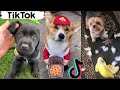 TikToks That Make You Go AAWWW ~ Funny Dogs of TIK TOK ~ Try Not to Laugh