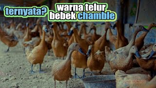 CHAMBLE DUCK EGG COLOR