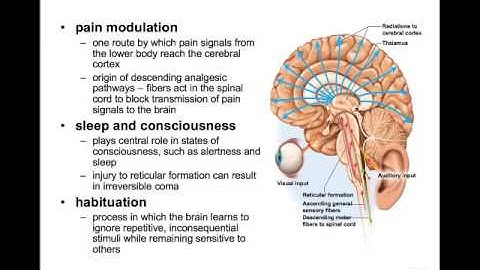 CH14c Hindbrain Midbrain
