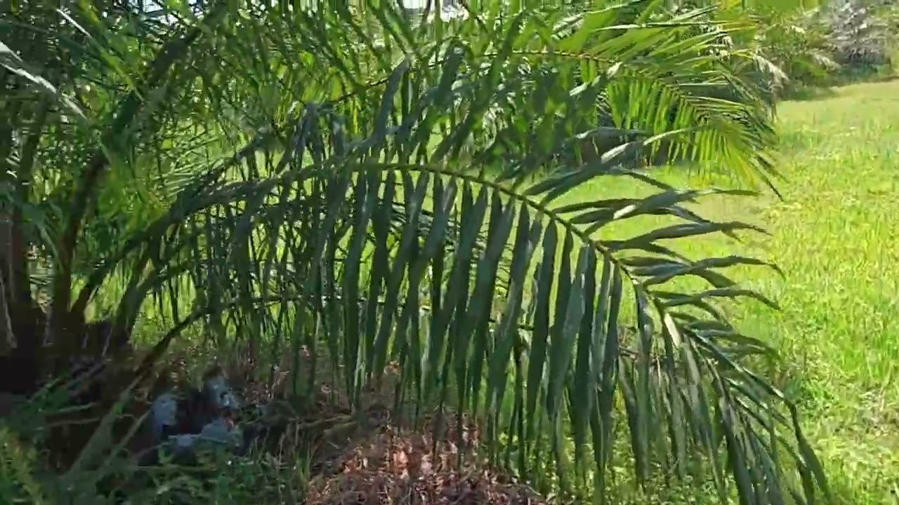 ปาล์ม ซีหราด เอลิท อายุ 2ปี 10เดือน  สุดยอดสายพันธุ์ทนแล้ง ลูกดก