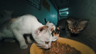 A tabby boy joins the stray cat family
