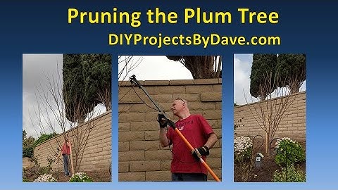 Pruning the Plum Tree #gardening #plumtree #diyprojectsbydave