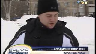 ТК Донбасс - Городской вид транспорта - ездовые собаки! ТК Донбасс - Городской вид транспорта - ездовые собаки!