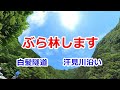 白髪隧道、汗見川沿いをぶら林（四国の林道）2022/05/29