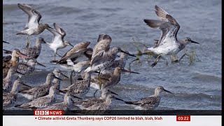 Godwit (birds) migration tracked (Global)  BBC News  14th November 2021