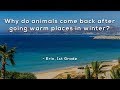 Why do animals come back after going warm places in winter?