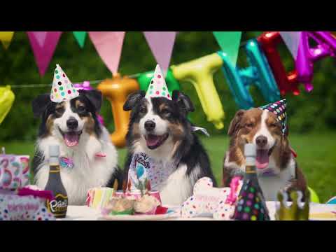 Cappello da festa per cani - Party di Compleanno 6pz - Croci