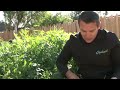 Aqualogik TV - Les tomates dans un filtre planté de roseaux - Tuto n°32