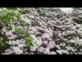 Rhododendron valley in Maruyama Park Part 5 is in full bloom! ~ Ozu City, Ehime Prefecture ~
