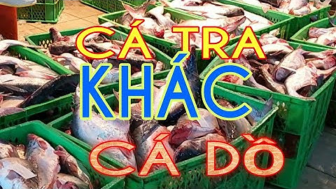 ( 13 )chợ Bình Điền | Giá cá tra, cá trê, cá nàng 2, chả cá thác lác,cá tra và cá dồ khác nhau