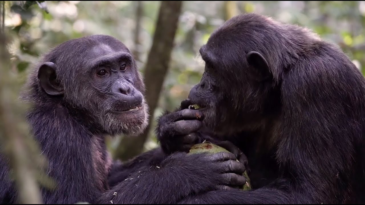 Inside Look at the Great Apes | National Geographic Expedition