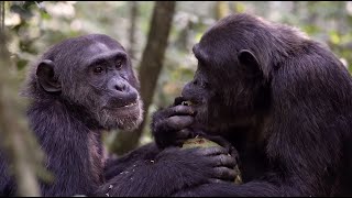 Inside Look at the Great Apes | National Geographic Expedition
