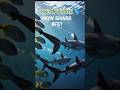 "Ocean Predator Strikes Fast 😱 #Shorts" #youtubrshorts #viralvideo #shark #facts #oceananimals