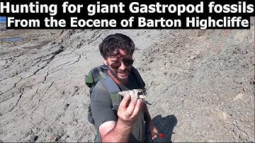 #fossilhunting for 40 million year old giant gastropods at Barton on Sea, Highcliffe Eocene #fossils