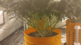CKS White Widow Fem 4x4 Room Cannabis Grow Journal Day 112/Starting WK 4 Flower ( The Lollipop )
