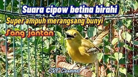 Suara cipow betina 100%ampuh untuk memancing bunyi sirtu jantan#cipohgacor @srfchannel3881