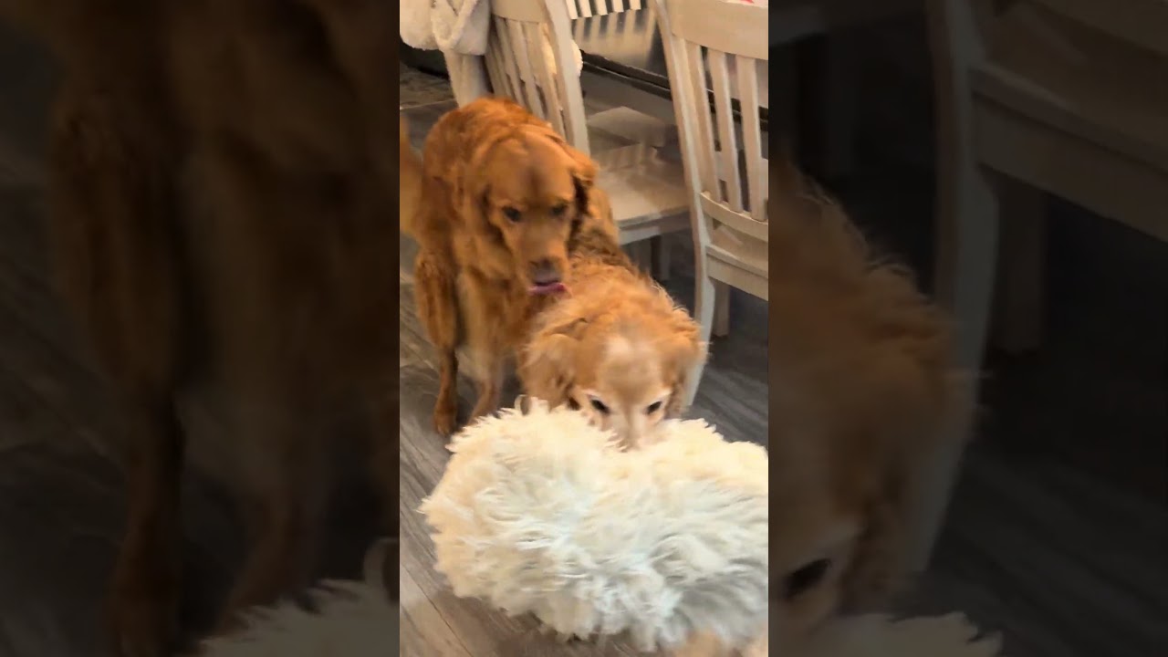 @annieaugustine_: Чувак, столько всего происходит одновременно 😂 