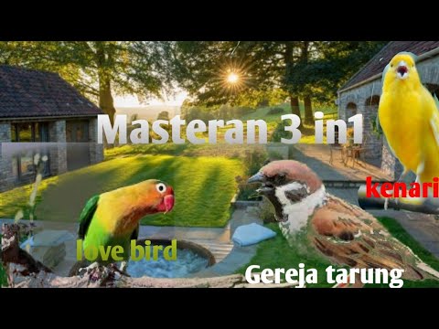 Masteran love bird ,kenari ,gereja tarung untk Murai Batu ,kacer ,c.ijo dll.