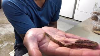 So you wanna breed Anthill Pythons???