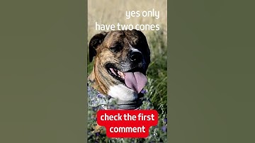 Thumbnail of are dogs color blind? #shorts #dog #dogs