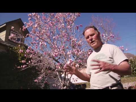 Chinese Magnolia Tree Profile - Prune Like a Pro