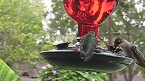 HUMMINGBIRDS SUMMER 2011 IN TEXAS