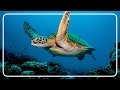 Up Close And Personal With Sea Turtles and Sharks