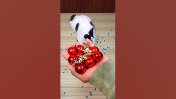 Funny Cat Barsik 🌈🔴 Beads Reverse ASMR #cat #youtubeshorts #funny