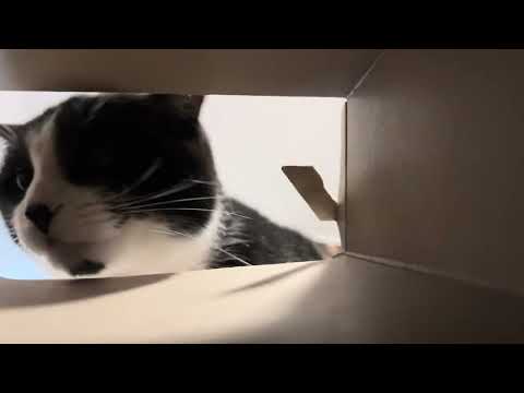 Looking for treats