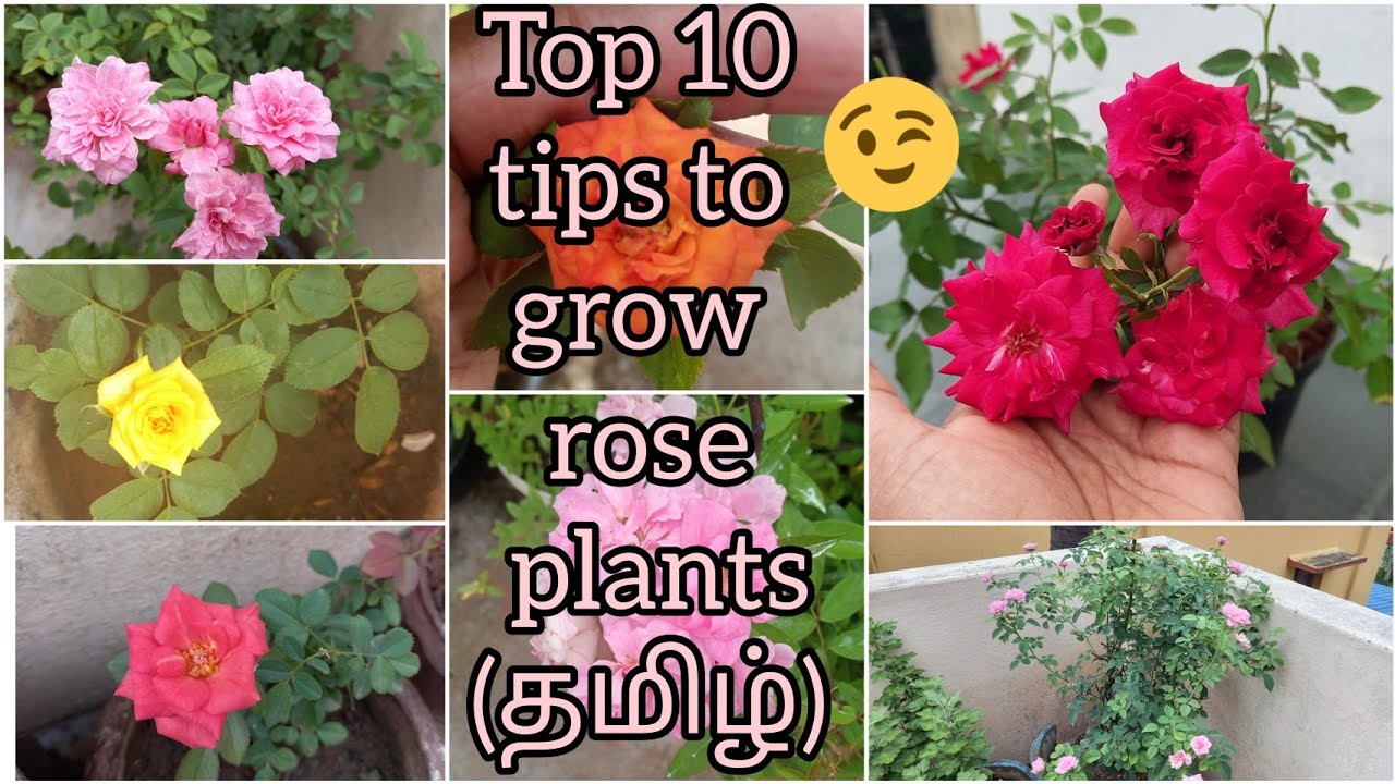 Top 10 tips to grow rose plant in tamil/ rose plant care & growing tips