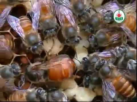 Beekeeping Kannada Youtube Beekeeping Kannada Youtube