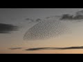 Beautiful starlings murmuration show (Brighton.UK.05/02/21)