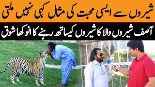 Asif Shero Wala Who Lives With Lions In Islamabad Stan To The Public