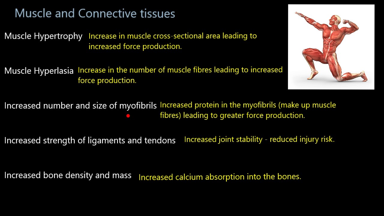 Resistance training adaptations