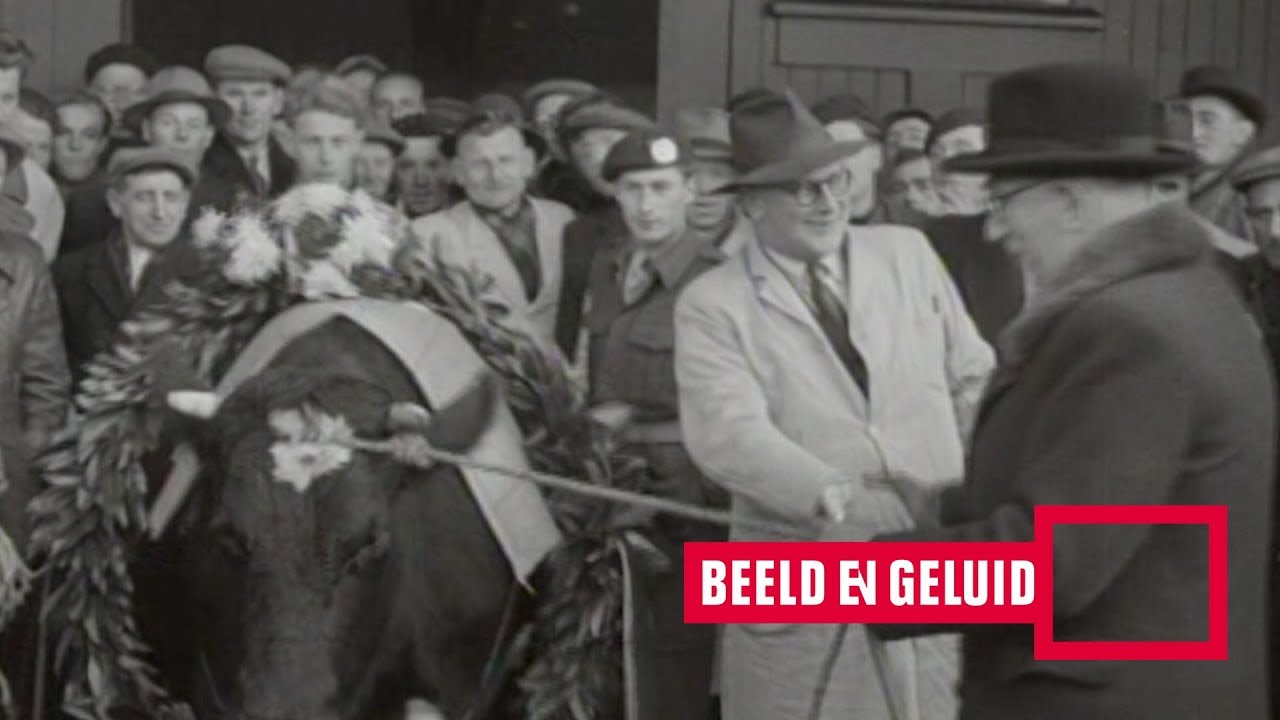 Honderdduizendste koe op de veemarkt (1950)