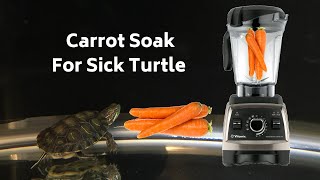 How to Give a Sick Turtle a Carrot Soak