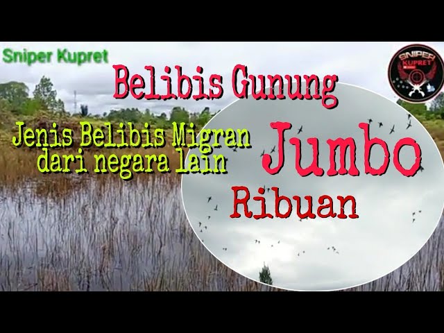 #Berburubelibis#belibisgunung#belibisbatu Berburu belibis gunung || bebilis batu || belibis migran class=