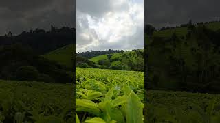 Ultra HD 4K HDR Green Nature  #trending #uzbekistan #nature #shortvideo #shorts #travel #kenya #fyp