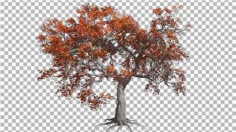 Japanese Maple Big Tree Crown Tree is Swaying | Motion Graphics - Envato elements