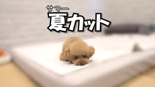 犬を夏カットにしたら夫婦で意見が分かれました【激しい1日】