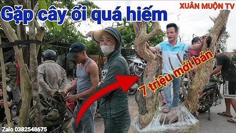 chợ phôi cây cảnh hôm nay rất nhiều cây đẹp ngắm không biết chán