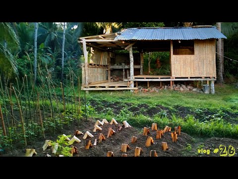 Video: Rejuvenated roofing: paglalarawan, mga tampok ng pangangalaga, paglilinang at mga ari-arian