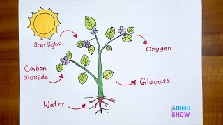 How To Draw Photosynthesis Labeled Diagram | step by step tutorial🍃🌿🌞