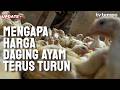 Mengapa Harga Daging Ayam Terus Turun