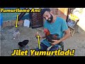 Tavuk yumurtlama anhoroz yumurtas2horozcivcivtavukhindi