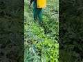 RYF Farming Cassavacultivation Agriculture RYF Farming Cassavacultivation Agriculture